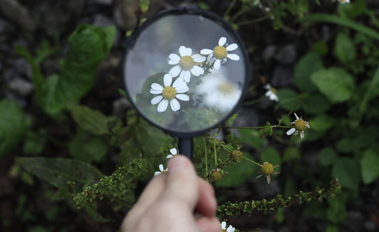 illustratieve foto vergrootglas