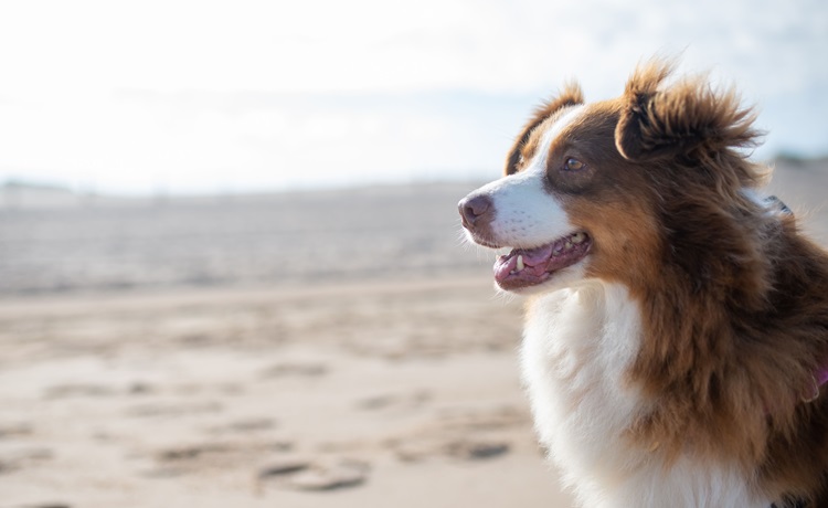 Illustratie hond op het strand