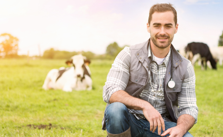 man met koeien in weiland